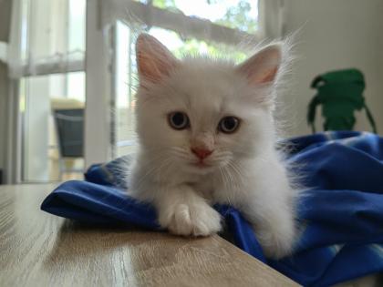 Maine Coon /BLH Katerchen Archie sucht ab 01. 08. 23 sein Zuhause