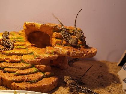 Zwergbartagamen Jungtiere Pogona Henrylawsoni