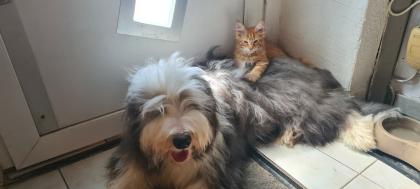 Maine Coon Jungs suchen