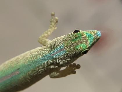 Phelsuma Robertmertensi