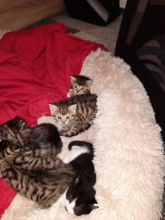 Babykatzen