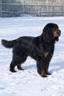 Wunderschöne Gordon Setter Welpen