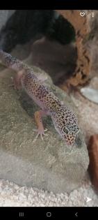 Leopardgecko Dame