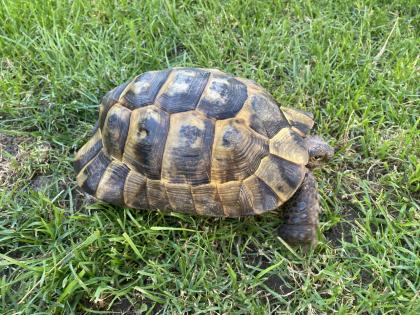 Verkaufe 2 griechische Landschildkröten männlich