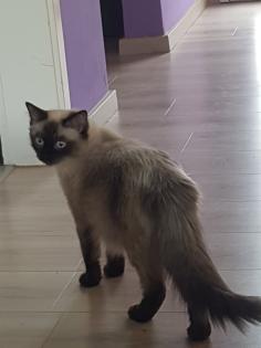 Reinrassige Siam Kitten Balinesisch