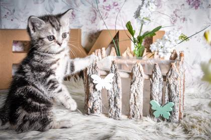 BKH-Kitten im Whiskas-Look Black-Silver-Classic-Tabby/-Spotted abzugeben