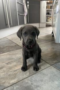 Labrador Welpen grau/schwarz