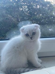 Scottish fold kitten