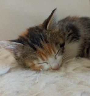 Glückskätzchen Kleine Kätzchen Kitten