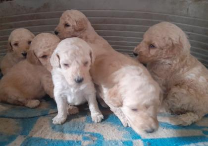 Weimardoodle wie Goldendoodle Labradoodle Pudel Weimaraner