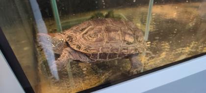 Chinesische Dreikielschildkröte mit Aquarium Unterschrank Zubehör uvm. abzugeben