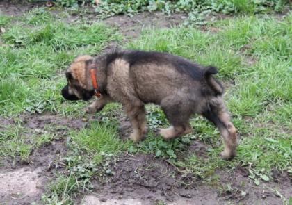 Ork Rüde Welpe Altdeutscher Schäferhund DDR Linien