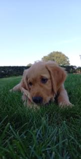 Deckrüde Golden-Retriever mit Erfahrung