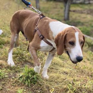 Nicole / Status sucht ein Zuhause