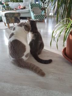BKH Kitten reinrassig abholbereit