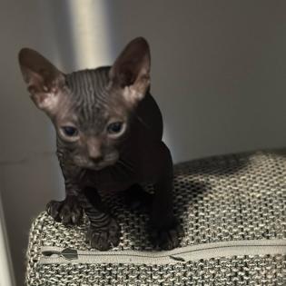Don- Canadian Sphynx/ Sphinx Kitten