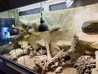 Bartagame m mit großem Terrarium Quarantäneterrarium inkl. Beleuchtung und viel Zubehör