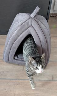 Niedliche Kitten männlich getigert 4 Monate