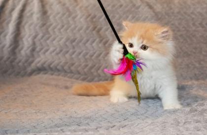 Selkirk Rex / Straight Kitten mit Stammbaum