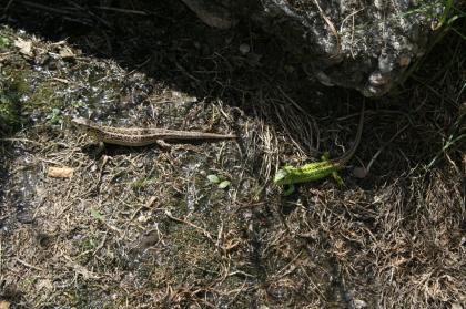 Griechische Landschildkröten Thb. un Thh. kleinbleibende Unterart aus dem westlichen Mittelmeerr