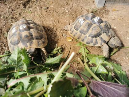 Testudo Hermanni Boettgeri Nachzuchten von 2014 und 2020 aus guter Freilandhaltung