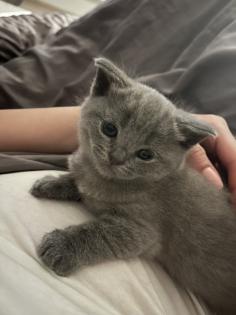 BKH/ Scottish Fold mix