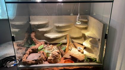 Leopardgecko Black Night w 4. 5 Jahre
