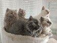 Britische-Langhaar Kitten 4 Männchen 1 Weibchen
