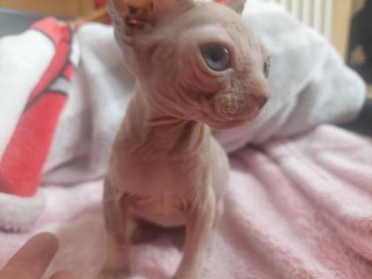 Zwei kleine süsse canadian sphynx kitten mit Tasthaaren suchen noch ein liebevolles zu Hause.