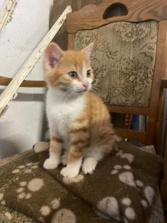 Süße Bauernhofkitten zu verkaufen