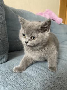 BKH kitten dürfen ins neue Zuhause