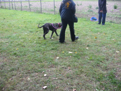 Hundeschule vom Welpen bis zum Senior auch Verhaltensberatung und Geschäftigung