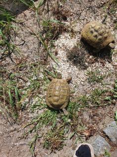 Griechische Landschildkröte Thb Weibchen adult 15 Jahre alt eierlegend