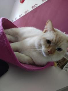 Heilige Birma Mix Kitten