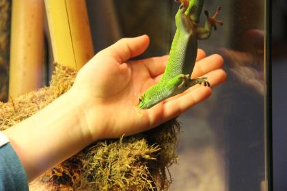 Madagaskar Taggecko mit zwei Terrarien und Zubehör zu verkaufen