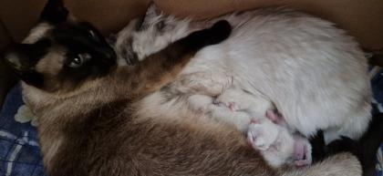 Kitten Süße Thai - Kitten alter Typ