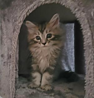 Norweger-Neva Masquarade Kitten