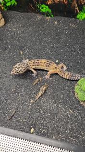 Geckos und Terrarium