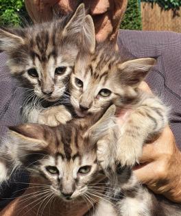 3 Katzenkinder Norwegische Waldkatze amber non-agouti bernsteinfarben