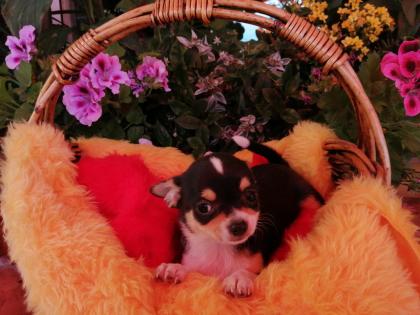 Süße Chihuahua-Welpen