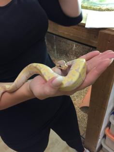 Königspython männlich aus 2017 Coral Glow Banana Fire