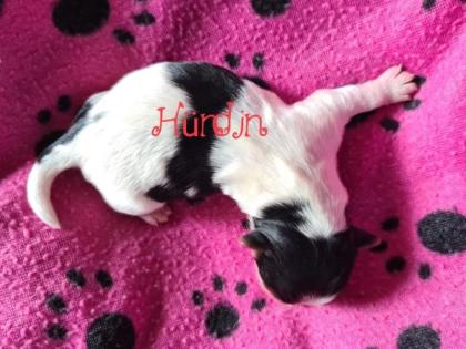 Yorkshire Terrier Welpen reinrassig
