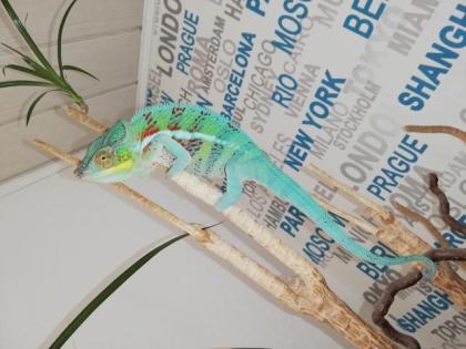 Furcifer Pardalis Pantherchamäleon Lokalform Django