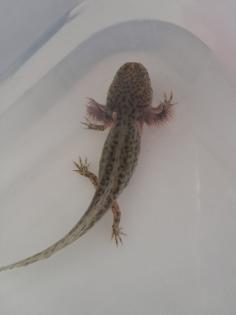 Axolotl Nachzucht abzugeben