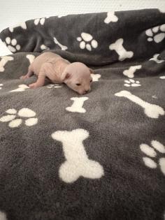 Sphinx kitten zu verkaufen