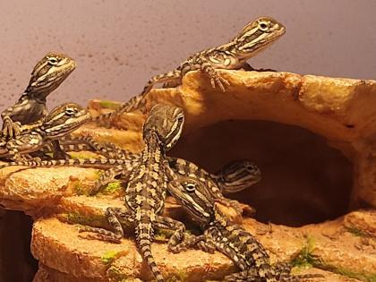 Zwergbartagamen Jungtiere Pogona Henrylawsoni