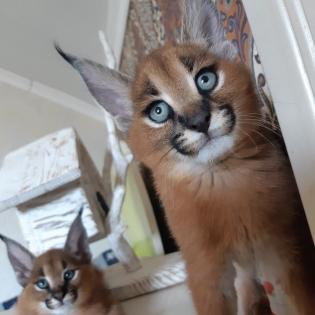 Serval- Savannah- und Karakalkätzchen