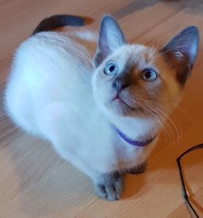 Siam / Thai Kitten Blue Point Babys Kätzchen. 1 Junge. Abgabebereit.