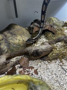 Königspythons Pärchen zu verschenken