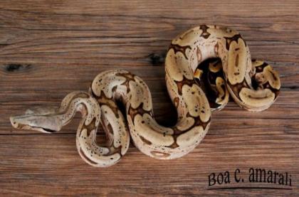 1. 1 Boa constrictor amarali- Südbrasilien Nz 2022 abzugeben